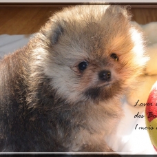 Image pour l'annonce Spitz nain Pomeranian LOF