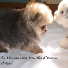 Image pour l'annonce Spitz nain Pomeranian LOF