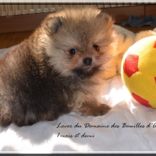 Image pour l'annonce Spitz nain Pomeranian LOF