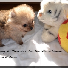 Image pour l'annonce Spitz nain Pomeranian LOF