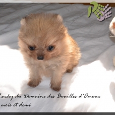Image pour l'annonce Spitz nain Pomeranian LOF