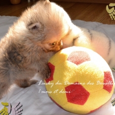 Image pour l'annonce Spitz nain Pomeranian LOF