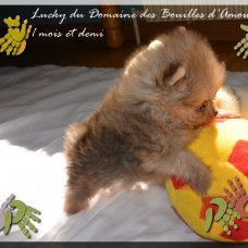 Image pour l'annonce Spitz nain Pomeranian LOF