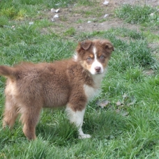 Image pour l'annonce vends chiots berger australien tricolore rouge inscrit au lof