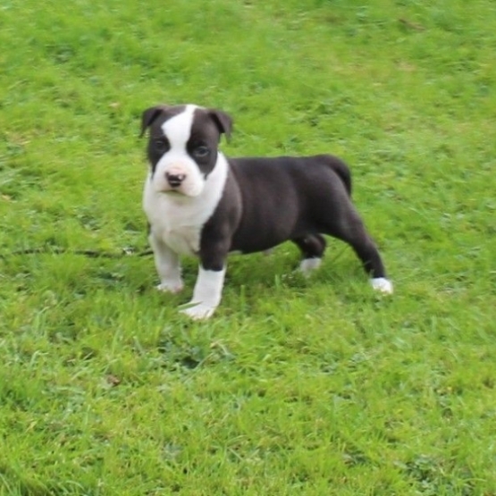 Image pour l'annonce Chiots American Staffordshire Terrier