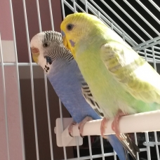 Image pour l'annonce Vends jeune couple de perruches ondulées avec 2 cages, jouets etc