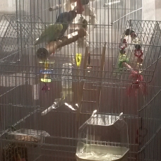 Image pour l'annonce Vends jeune couple de perruches ondulées avec 2 cages, jouets etc