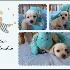 Image pour l'annonce Chiot mâle Chihuahua