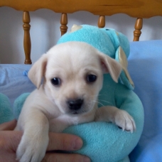 Image pour l'annonce Chiot mâle Chihuahua