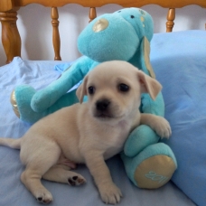 Image pour l'annonce Chiot mâle Chihuahua