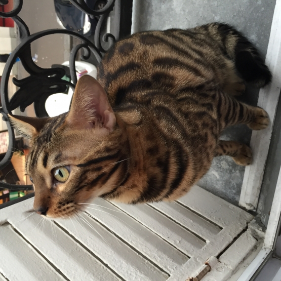 Image pour l'annonce Chat bengal a vendre