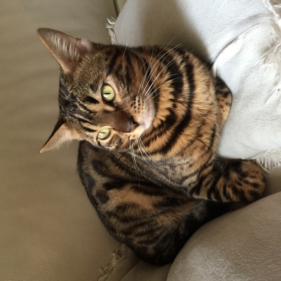 Image pour l'annonce Chat bengal a vendre