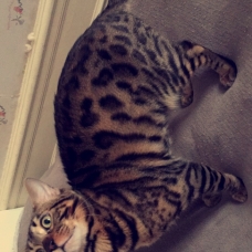 Image pour l'annonce Chat bengal a vendre