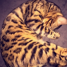 Image pour l'annonce Chat bengal a vendre