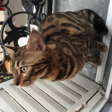 Image pour l'annonce Chat bengal a vendre
