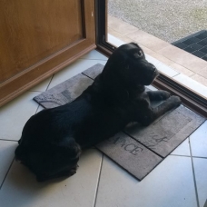 Image pour l'annonce Donne chienne croisée Beagle / Cocker de 4 ans