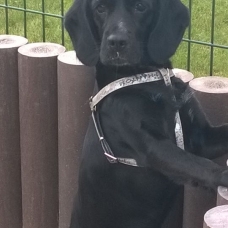 Image pour l'annonce Donne chienne croisée Beagle / Cocker de 4 ans
