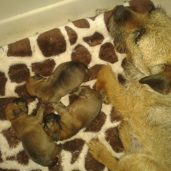 Image pour l'annonce chiots borders terriers LOF