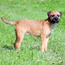 Image pour l'annonce chiots borders terriers LOF