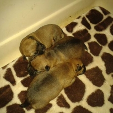 Image pour l'annonce chiots borders terriers LOF