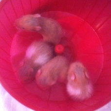 Image pour l'annonce bébé hamster