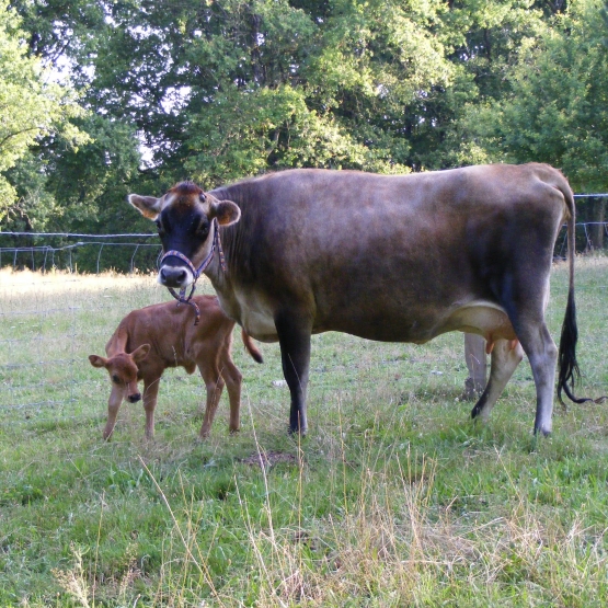 Image pour l'annonce vache jersiaise pure race pleine