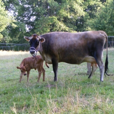 Image pour l'annonce vache jersiaise pure race pleine
