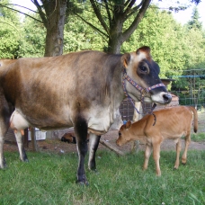 Image pour l'annonce vache jersiaise pure race pleine