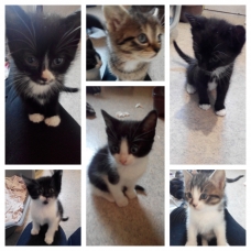 Image pour l'annonce Vends chatons