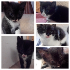 Image pour l'annonce Vends chatons