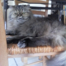 Image pour l'annonce Magnifique persan golden shaded blue tortie