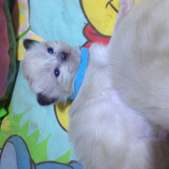 Image pour l'annonce Type sacre de birmanie / Ragdoll