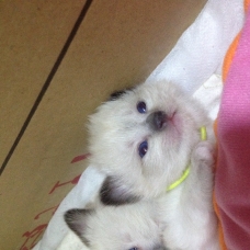 Image pour l'annonce Type sacre de birmanie / Ragdoll
