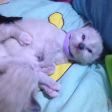 Image pour l'annonce Type sacre de birmanie / Ragdoll