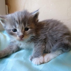 Image pour l'annonce Chaton Maine Coon blue blotched tabby loof