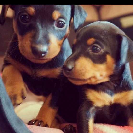 Image pour l'annonce vends chiots pinscher
