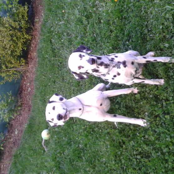 Image pour l'annonce CHIOTS DALMATIENS LOF