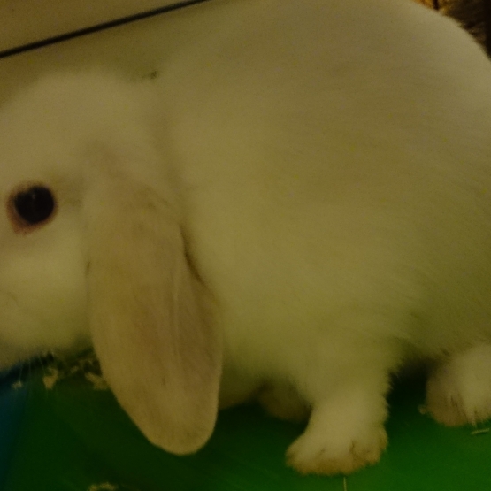 Image pour l'annonce Vend lapin bélier