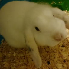 Image pour l'annonce Vend lapin bélier