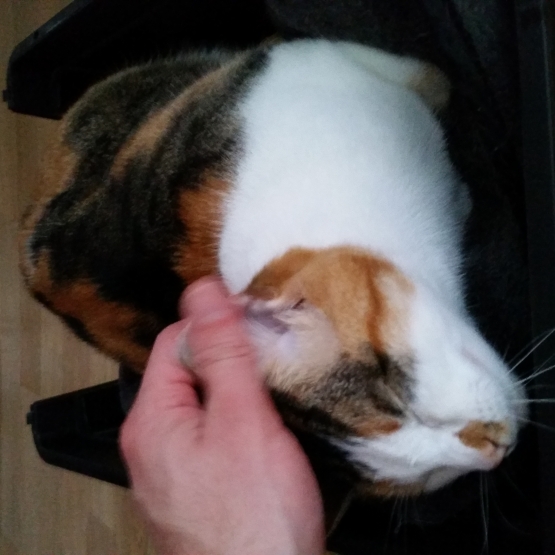 Image pour l'annonce Donne chat 4 ans (femelle)