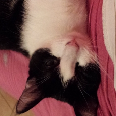 Image pour l'annonce donne chat
