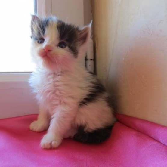 Image pour l'annonce Superbes chatons Maine Coon