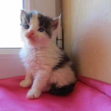 Image pour l'annonce Superbes chatons Maine Coon