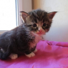 Image pour l'annonce Superbes chatons Maine Coon