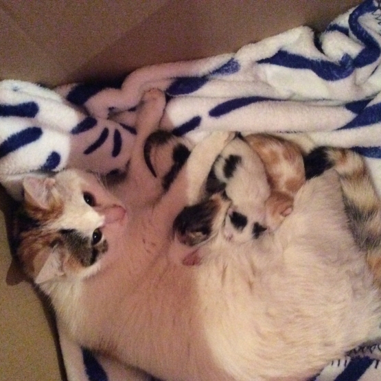 Image pour l'annonce Donne 4 chatons