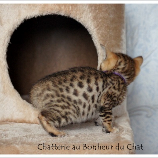 Image pour l'annonce Magnifique chaton Bengal LOOF