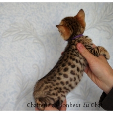 Image pour l'annonce Magnifique chaton Bengal LOOF