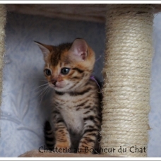 Image pour l'annonce Magnifique chaton Bengal LOOF