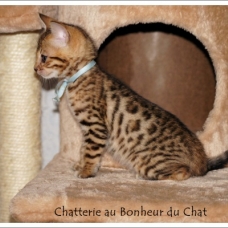 Image pour l'annonce Magnifique chaton Bengal LOOF