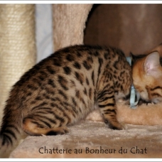 Image pour l'annonce Magnifique chaton Bengal LOOF